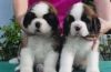 Akc Adorable Saint Bernard Puppies For Sale