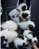 see Saint Bernard Puppies