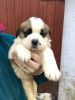 Saint Bernard puppies for sale.