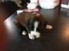 CKC Saint Bernard pups born April 9th