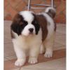 Tamed St.Bernard puppies for sale $500