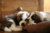 Beautiful St Bernard Puppies, aKc Registered