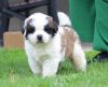 Beautiful Saint Bernard Puppies For Sale