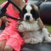 Akc st. bernard puppies are here