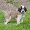 Awesome Saint Bernard Puppies Available