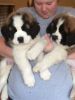 Saint Bernard Puppies available now for sale