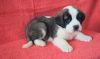 Saint Bernard Puppies for home adoption.