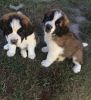 Home raised Saint Bernard puppies For sale