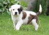 Cute Saint Bernard puppies for Sale