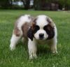 Male and female Saint Bernard puppies For Sale