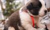 cute Saint Bernard puppies for sale
