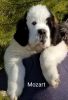 AKC Saint Bernard puppies for sale!