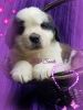 L&O Saint Bernard Puppy Butercup