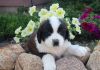Gregarious Saint Bernard Puppies For Sale #(xxx) xxx-xxx7