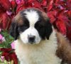 Gregarious Saint Bernard Puppies For Sale #(xxx) xxx-xxx7