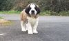 Male and Female St Bernard Puppies available