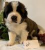 CKC Registered Top Notch Saint Bernard Puppies