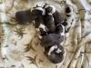 AKC Saint Bernard puppies