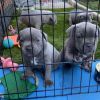 staffordshire bull terrier puppies for adoption
