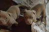 Red nose pitbull puppies