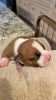 AKC Staffordshire Bull Terrier puppies for sale