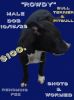 Staffordshire bull terrier pups