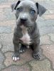 Healthy Staffordshire Bull Terrier Puppies Ready