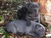 7 beautiful blue Staffy pups