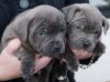 Staffordshire Bull Terrier Puppies.