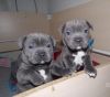 Staffordshire Blue Terrier Puppies For Sale.