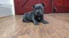 Both Staffordshire Bull Terrier Blue Pups