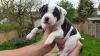 Darling Kc Cute Staffordshire terrier Puppies for adoption