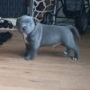Staffy Puppies pending waiting for new homes