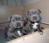 Staffordshire Bull Terrier Puppies for Sale