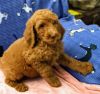 Beautiful red Standard poodle puppies males ready now