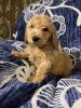 Standard Poodle Puppies