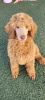 Red Female Standard Poodle Puppy