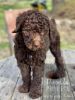Standard Poodle Female puppy