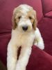 baby standard Poodle rehome