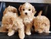 Exquisite toy and standard Maltipoo Puppies