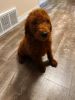 AKC red standard poodle puppy