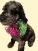 Standatd Poodle Puppies