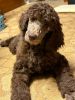 Purebred Standard Poodle Puppies Ready M/F Solid/Parti