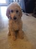 AKC registered standard poodle puppy puppies shots dew claws tails doc