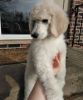 Extremely Socialized Standard Poodle Puppies