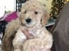 Gentle and Beautiful Standard Poodle Puppies