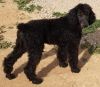AKC Standard poodle pup 16 weeks male black