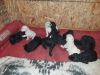 Akc standard poodle puppies 3 apricot males 3 black females 3 black ma
