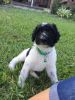 Male standard poodle puppies