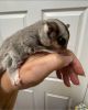 Excellent pair of Sugar Gliders babies ready for adoption